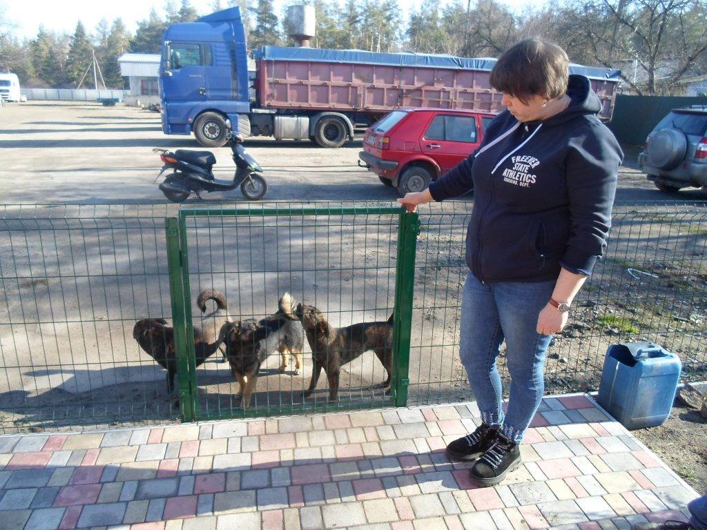 Харченки кажуть що вбивство собаки лікарю не подарують
